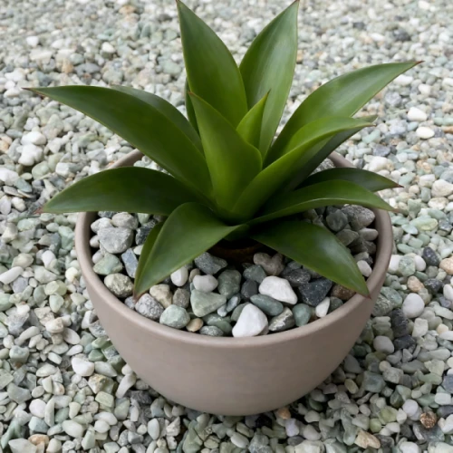 product-500-500